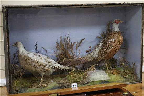 A Victorian taxidermic group of two pheasants, width 36.5in. height 22in.